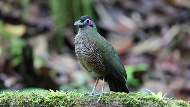 Sumatran ground cuckoo (Carpococcyx viridis) is a large, terrestrial species of cuckoo endemic to the forests of Sumatra in Indonesia.