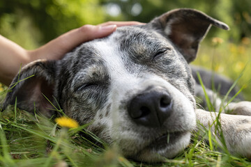 Happy dog resting in grass with eyes closed while enjoying gentle head rub, showing contentment and relaxation in natural outdoor setting