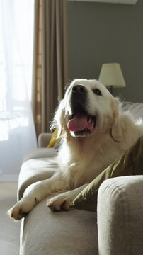 Golden Retriever Resting Comfortably On Sofa After Eating Nutritious Dog Food Showing Healthy Digestion Happy Mood Strong Energy And Well Cared Loving Pet Lifestyle