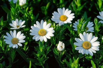 Obraz premium Close-up of white daisies with yellow centers blooming amidst vibrant green leaves in natural sunlight