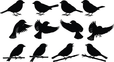 Collection of black bird silhouettes in various poses on white background vector
