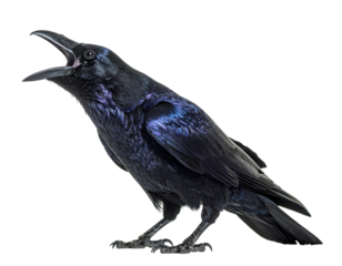 A dark, iridescent-feathered raven with an open beak against a transparent backdrop