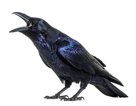 A dark, iridescent-feathered raven with an open beak against a transparent backdrop