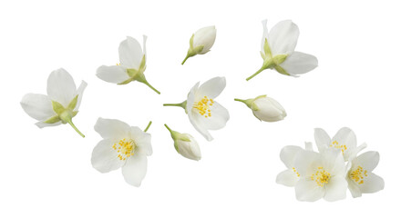 Obraz premium Elegant blossoms of jasmine flowers and unopened buds, exhibiting purity and freshness on isolated