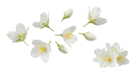 Elegant blossoms of jasmine flowers and unopened buds, exhibiting purity and freshness on isolated