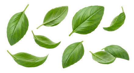 Vibrant green basil leaves isolated against a transparent backdrop, perfect for design element