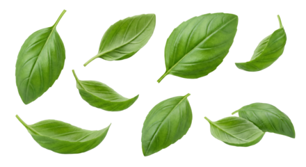 Vibrant green basil leaves isolated against a transparent backdrop, perfect for design element
