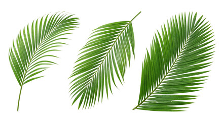 Obraz premium Isolated verdant palm fronds on a transparent surface, ideal for tropical themed designs and