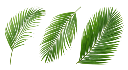 Isolated verdant palm fronds on a transparent surface, ideal for tropical themed designs and