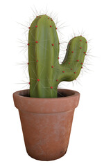 Cactus on pot plant 3D render isolated illustration