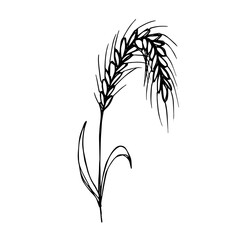 Hand drawn cereal wheat oat rye barley rice ears spikelet clipart Organic wheat bread agriculture farming harvest healthy food Single element for print packaging label design decor