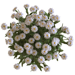 Camomile Flower 3D render isolated illustration