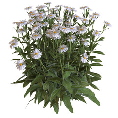 Camomile Flower 3D render isolated illustration