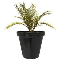 green plant in a pot Cycas leaves old green 3D render isolated illustration
