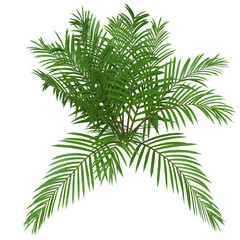 Cycas leaves green 3D render isolated illustration