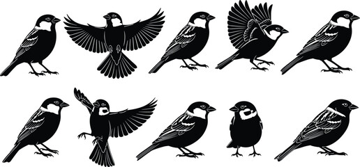 Black Silhouette Sparrow Bird Vector Set: Passerine Wild Birds, Flying and Perched Poses, Wildlife Nature and Detailed Ornithology Graphics