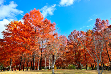 公園のラクウショウの紅葉