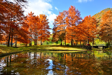 池の水面に映る落羽松の紅葉