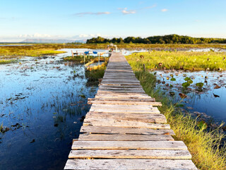 A rustic wooden walkway stretches across a peaceful wetland, surrounded by calm reflective water and lush greenery, creating a serene natural landscape under warm afternoon sunlight