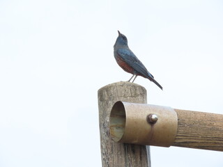 人工的な木の構造物の上にとまる青いイソヒヨドリのオス