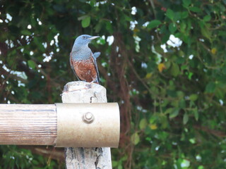 人工的な木の構造物の上にとまる青いイソヒヨドリのオス