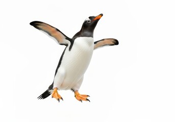 Obraz premium Elegant Gentoo Penguin in Mid-Air Pose with Outstretched Wings Against White Background