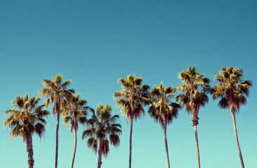 Obraz premium A row of tall palm trees with lush green fronds standing against a clear bright blue sky on a sunny day