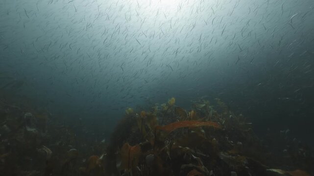 School of sand lance swimming over rocky reef in Perc&eacute;, Quebec, underwater 4K 60FPS cold-water marine wildlife and ecosystem footage