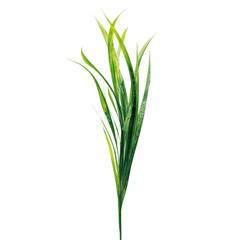 Fototapeta premium Green grass plant with water droplets on black background nature leaf, Png On White Background, Isolated on Transparent Background, Cut Out