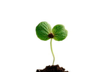 Small green seedling with two leaves emerging from dark soil on black background sprout plant, Png On White Background, Isolated on Transparent Background, Cut Out