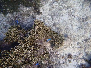 上から見た海の砂地とサンゴ