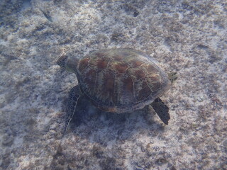 海の砂地を1匹の泳ぐアオウミガメ