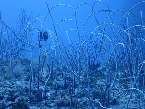 岩場に生えるたくさんの細長いサンゴの仲間のムチカラマツ