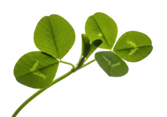 Closeup of a rare fourleaf clover stem with vibrant green leaves showing faint markings, isolated on transparent background