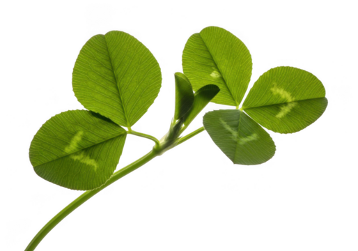 Closeup of a rare fourleaf clover stem with vibrant green leaves showing faint markings, isolated on transparent background - Powered by Adobe
