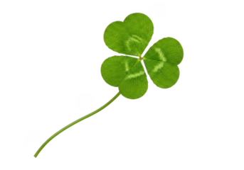 A single vibrant green threeleaf clover stem isolated on transparent background, symbolizing luck and natures simple beauty