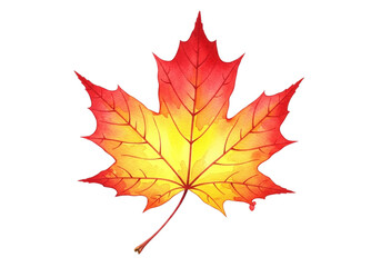 Fototapeta premium Vibrant maple leaf with autumn colors displayed against a transparent background