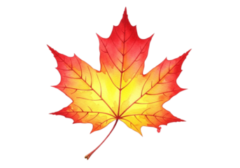 Vibrant maple leaf with autumn colors displayed against a transparent background