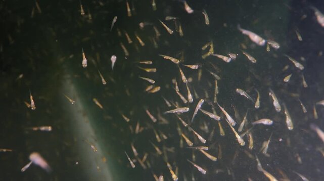 Macro close up of tilapia and koi fry swimming in hatchery tank, detailed 4k slow motion video showing aquaculture breeding, early fish growth and biology study of freshwater species