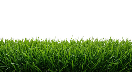 Obraz premium Vibrant green wheat field stretches towards a transparent sky in a dramatic natural landscape