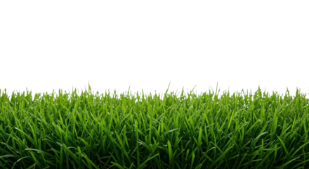Vibrant green wheat field stretches towards a transparent sky in a dramatic natural landscape