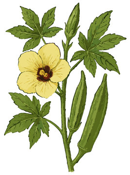 Abelmoschus esculentus illustration clip art