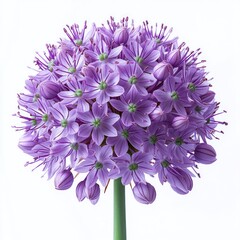 Close-up of a round cluster of delicate purple flowers with green centers and unopened buds on a single green stem against a white background