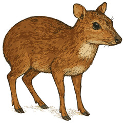 Tragulus javanicus illustration clip art