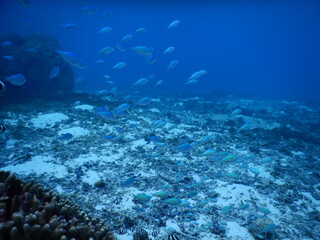 群れで泳ぐ魚のデバスズメダイ