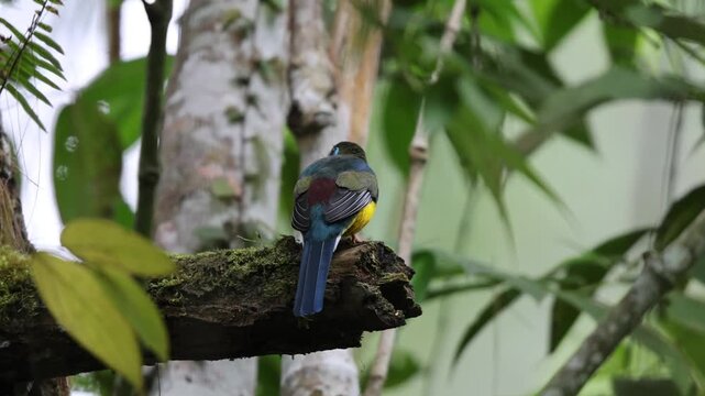  Sumatran trogon (Apalharpactes mackloti) is a species of bird in the family Trogonidae.