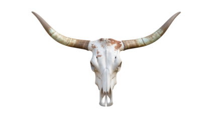 White skull with long curved horns and brown markings on a white background in a studio shot close up product shot isolated