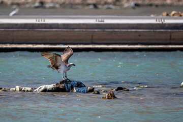 Osprey, Pandion haliaetus, Wadi Tiwi, Oman