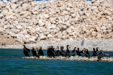 Fototapeta premium Great Cormorant, Phalacrocorax carbo, Wadi Tiwi, Oman