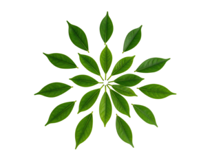 A symmetrical pattern of green leaves with a black background, artistic and nature-themed